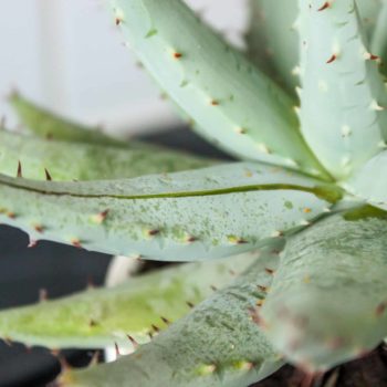 les bienfaits de l'aloe vera en cosmétique