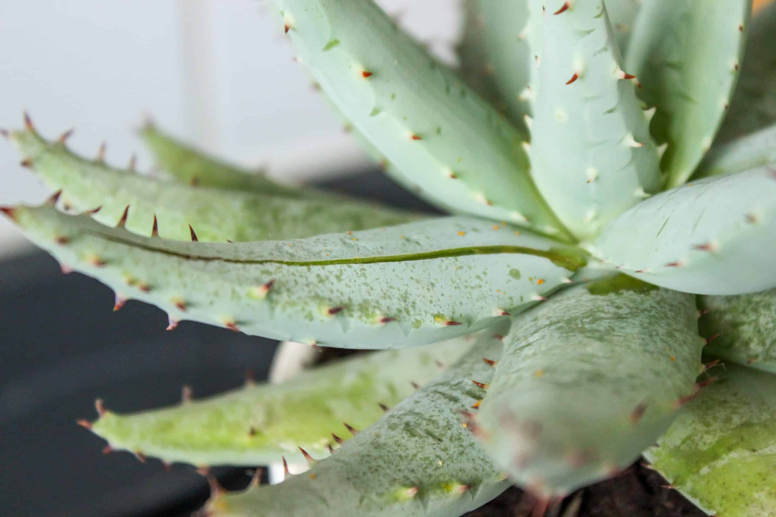 les bienfaits de l'aloe vera en cosmétique