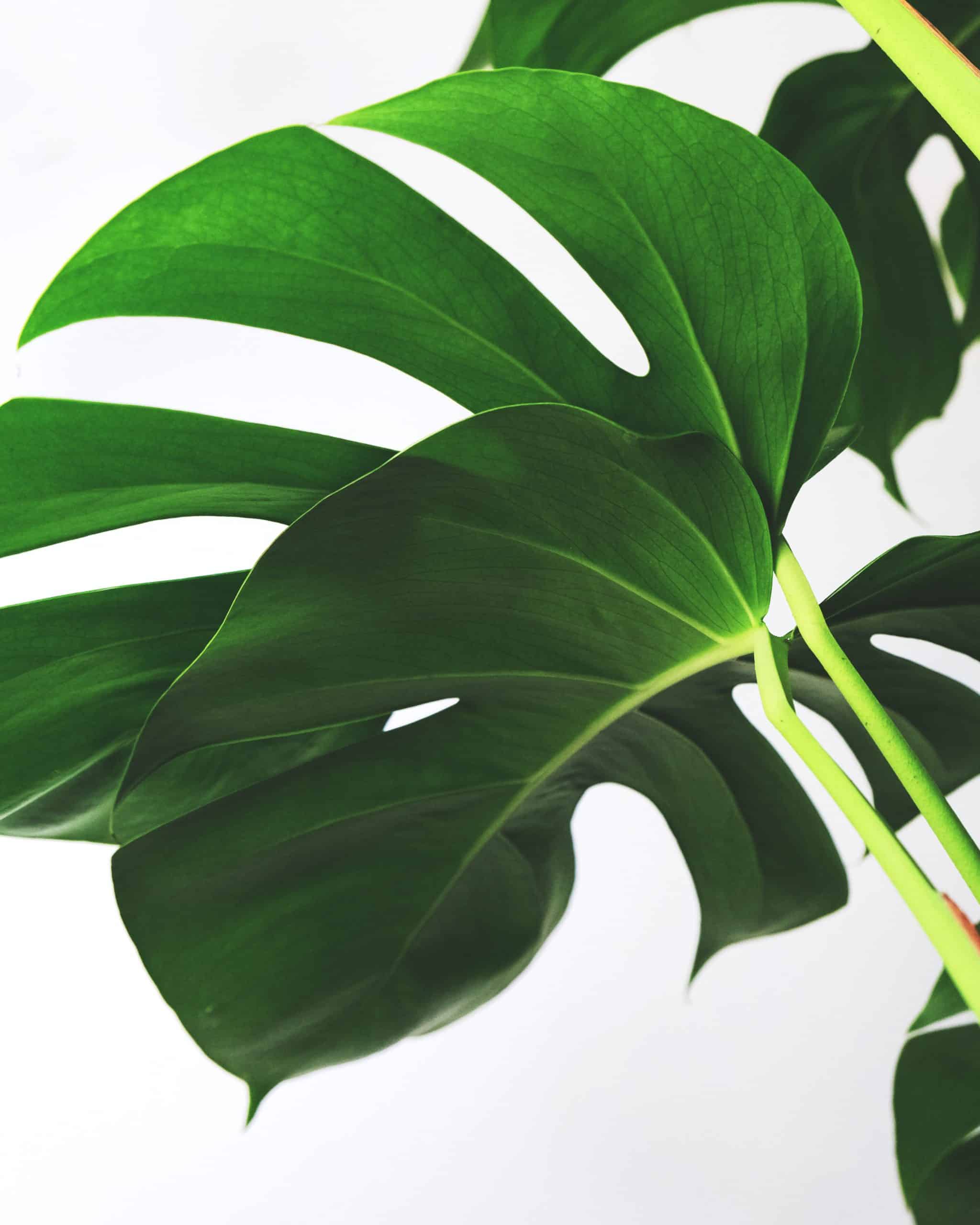 ingrédients interdits en cosmétique bio